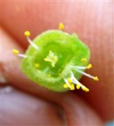  Hypanthium T.S.